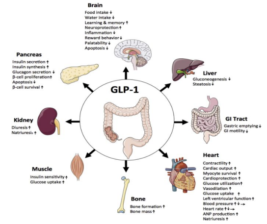 GLP-1R目標成為減肥領域的后起之秀？